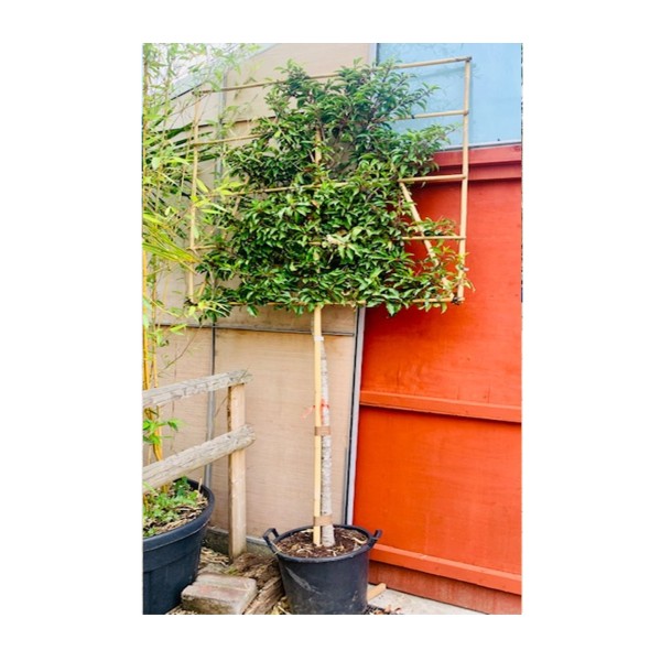 Espalier: Prunus lusitanica 'Portuguese laurel'