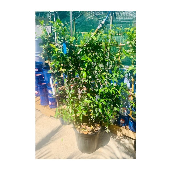 Espalier - Trachelospermum jasminoides 