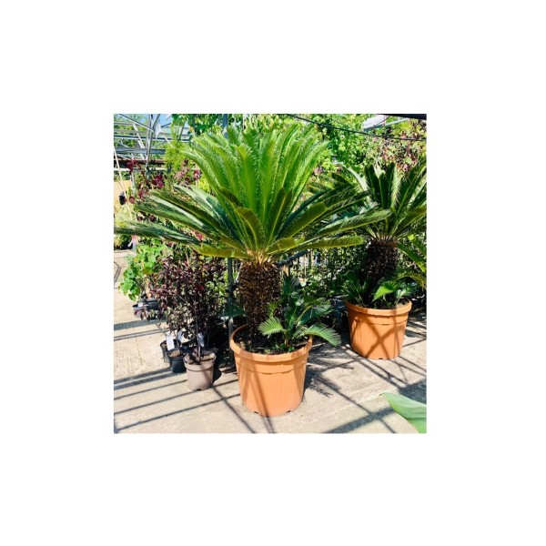 Japanese Sago Palm - Cycas revoluta  x1