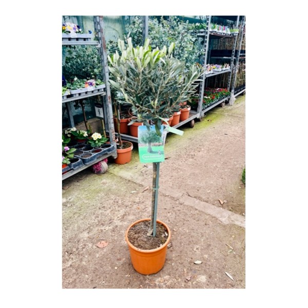 Olive Tree Standard 1/2 Standard