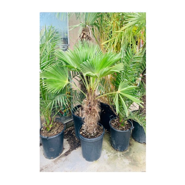 Trachycarpus wagnerianus 'Dwarf Chusan Palm'