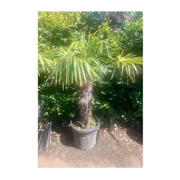 Trachycarpus fortunei 'Chusan palm'