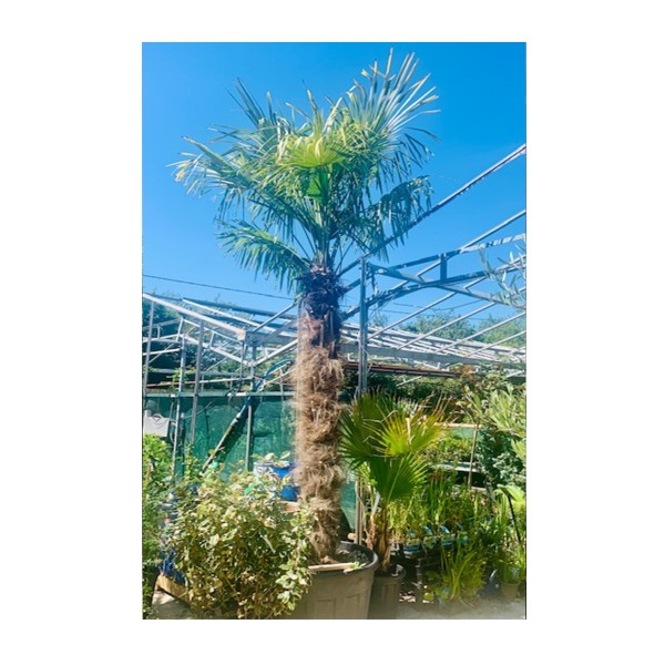 Trachycarpus fortunei 'Chusan palm'