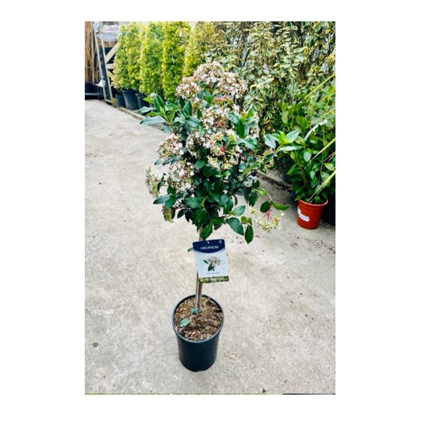 Viburnum 'Tinus' Eve Price - 80/100cm