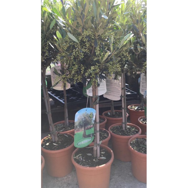 Olea Europea - Olive