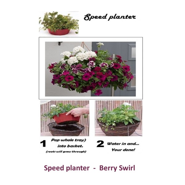 Speed Planter - 'Berry Swirl'