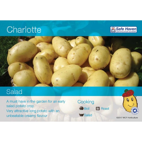 Seed Potatoes - Salad Charlotte 500g (Approx 5-7)