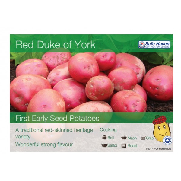 Seed Potatoes - FIRST EARLIES - Red Duke of York - x5