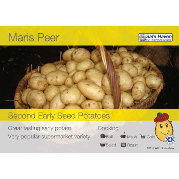 Seed Potatoes - SECOND EARLIES - Maris Peer x500g (approx 5-7)