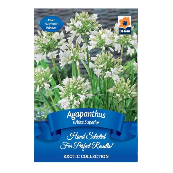 Agapanthus White Superior