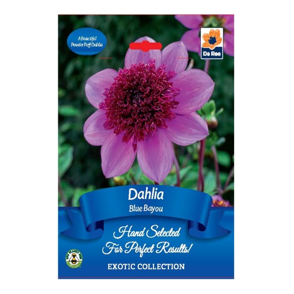 Dahlia Blue Bayou