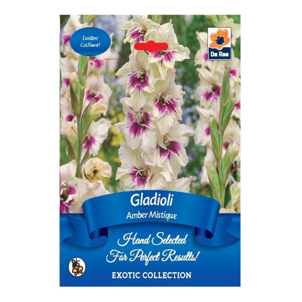 De Ree Gladioli Amber Mistique - Exotic