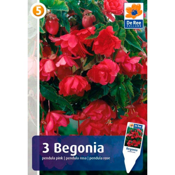 De Ree Begonia Pendula Pink
