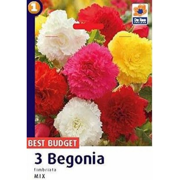 De Ree Begonia Fimbriata Mixed