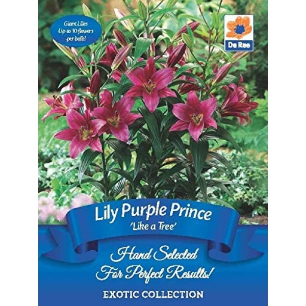 De Ree Lily Like a Tree Purple Prince - Exotic