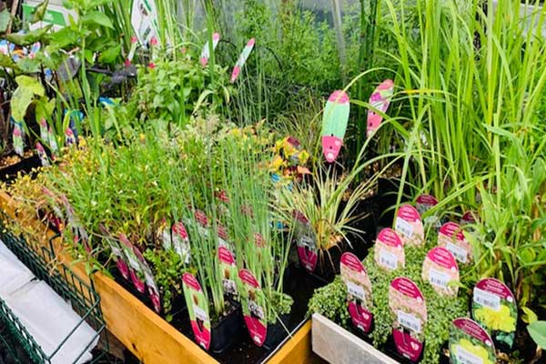 Image of Aquatic at Youngs Nurseries