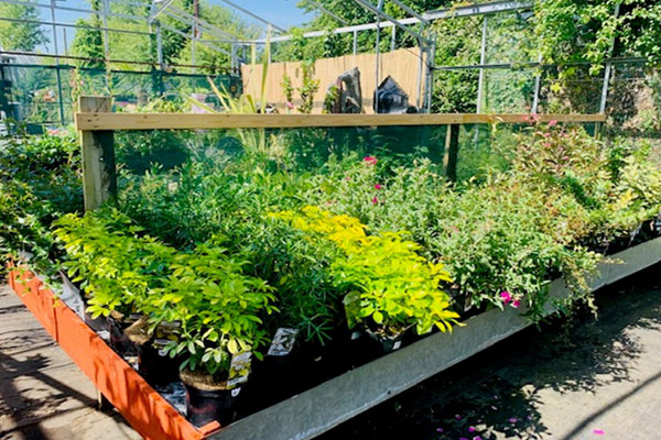 Image of Plants & Trees at Youngs Nurseries